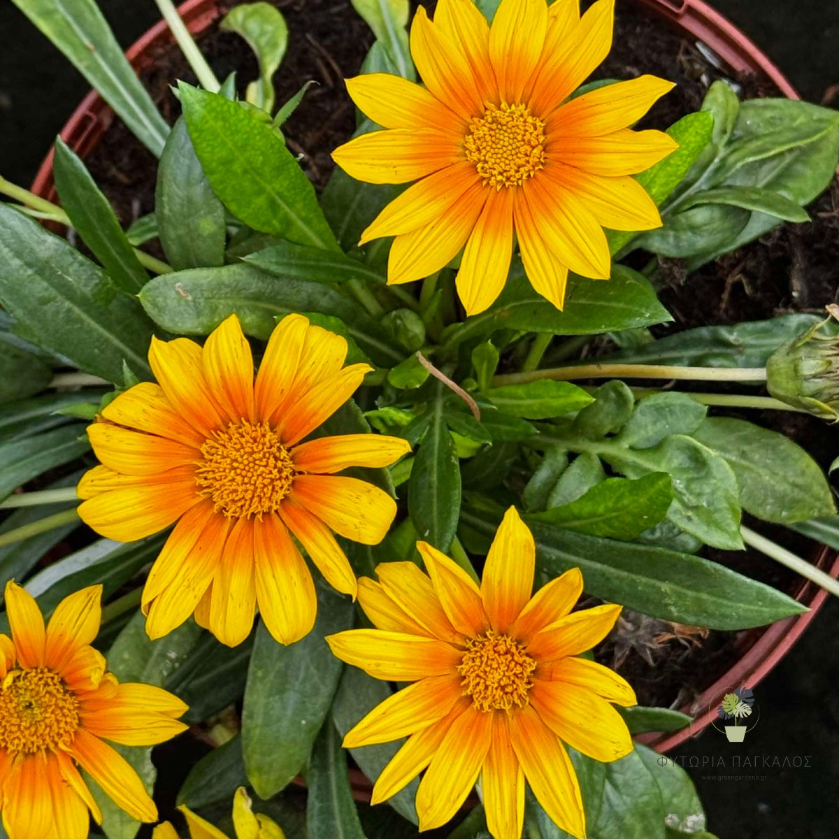 Γκαζάνια (Gazania rigens) | Ανθοφόρο Φυτό για Ήλιο & Παραθαλάσσιους Κήπους - 2